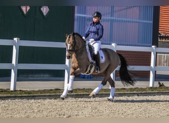 Poney de selle allemand, Hongre, 9 Ans, 148 cm, Buckskin