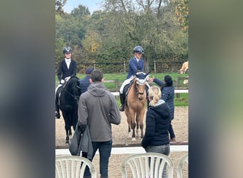 Poney de selle allemand, Hongre, 9 Ans, 148 cm, Buckskin