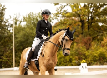 Poney de selle allemand, Hongre, 9 Ans, 148 cm, Buckskin