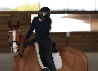 Poney de selle allemand, Hongre, 9 Ans, 149 cm, Alezan