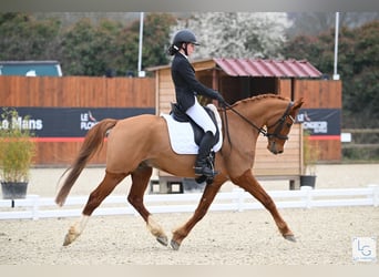 Poney de selle allemand, Hongre, 9 Ans, 149 cm, Alezan