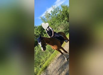 Poney de selle allemand, Hongre, 9 Ans, 154 cm, Alezan