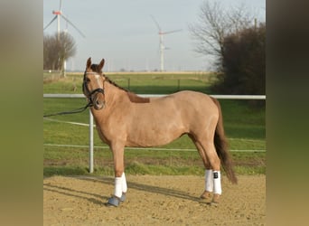 Poney de selle allemand, Jument, 10 Ans, 140 cm, Alezan