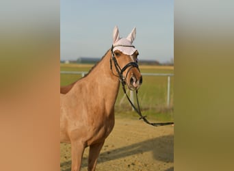 Poney de selle allemand, Jument, 10 Ans, 140 cm, Alezan