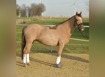 Poney de selle allemand, Jument, 10 Ans, 140 cm, Alezan