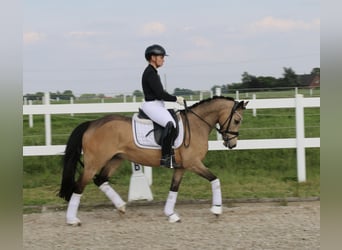 Poney de selle allemand, Jument, 10 Ans, 145 cm, Isabelle