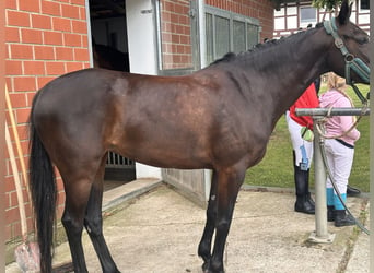 Poney de selle allemand, Jument, 10 Ans, 146 cm, Bai brun