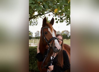 Poney de selle allemand, Jument, 10 Ans, 148 cm, Alezan