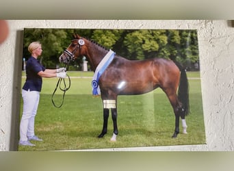 Poney de selle allemand, Jument, 10 Ans, 148 cm, Bai brun foncé