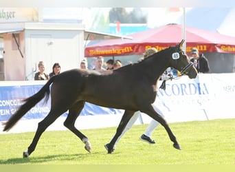 Poney de selle allemand, Jument, 10 Ans, 148 cm, Bai