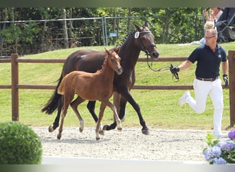 Poney de selle allemand, Jument, 10 Ans, 148 cm, Bai