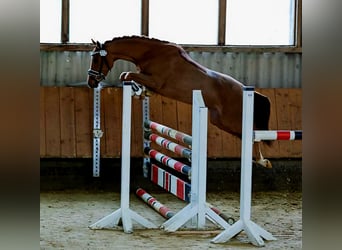 Poney de selle allemand, Jument, 10 Ans, 148 cm, Bai
