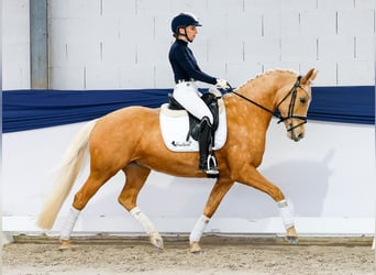 Poney de selle allemand, Jument, 10 Ans, 148 cm, Palomino