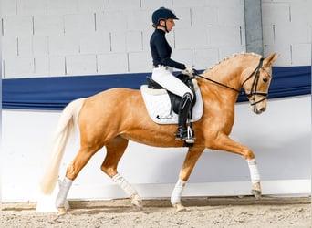 Poney de selle allemand, Jument, 10 Ans, 148 cm, Palomino