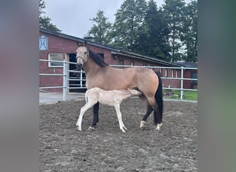 Poney de selle allemand, Jument, 10 Ans, 150 cm, Buckskin