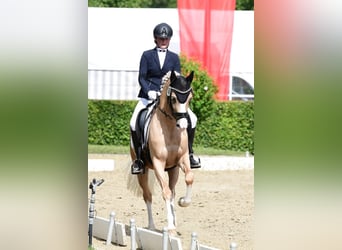 Poney de selle allemand, Jument, 10 Ans, 152 cm, Palomino