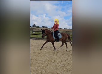 Poney de selle allemand, Jument, 10 Ans, 153 cm, Alezan brûlé