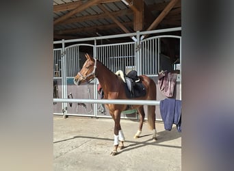 Poney de selle allemand, Jument, 10 Ans, 153 cm, Alezan brûlé