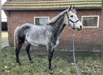 Poney de selle allemand, Jument, 10 Ans, Gris noir