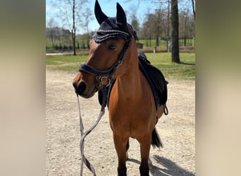 Poney de selle allemand, Jument, 11 Ans, 134 cm, Bai