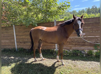 Poney de selle allemand, Jument, 11 Ans, 140 cm, Alezan brûlé