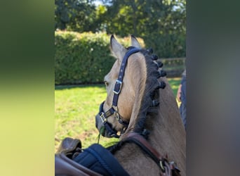 Poney de selle allemand, Jument, 11 Ans, 140 cm, Isabelle