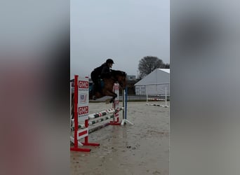 Poney de selle allemand, Jument, 11 Ans, 141 cm, Alezan dun
