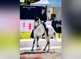 Poney de selle allemand, Jument, 11 Ans, 141 cm, Gris pommelé