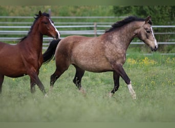 Poney de selle allemand, Jument, 11 Ans, 142 cm, Buckskin