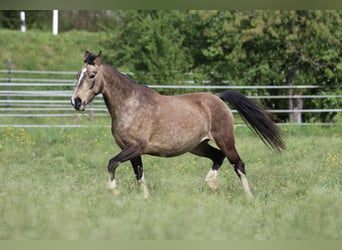 Poney de selle allemand, Jument, 11 Ans, 142 cm, Buckskin