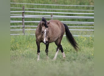 Poney de selle allemand, Jument, 11 Ans, 142 cm, Buckskin