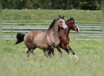 Poney de selle allemand, Jument, 11 Ans, 142 cm, Buckskin