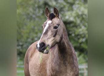 Poney de selle allemand, Jument, 11 Ans, 142 cm, Buckskin