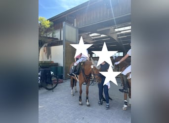 Poney de selle allemand, Jument, 11 Ans, 143 cm, Alezan