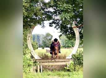 Poney de selle allemand, Jument, 11 Ans, 143 cm, Alezan