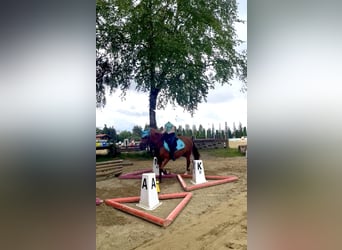 Poney de selle allemand, Jument, 11 Ans, 143 cm, Alezan