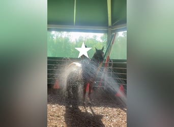 Poney de selle allemand, Jument, 11 Ans, 143 cm, Alezan