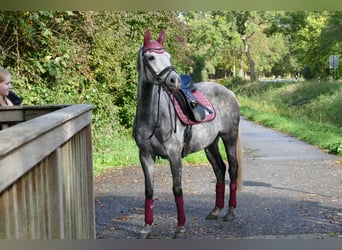 Poney de selle allemand, Jument, 11 Ans, 146 cm, Gris pommelé