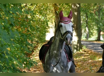 Poney de selle allemand, Jument, 11 Ans, 146 cm, Gris pommelé