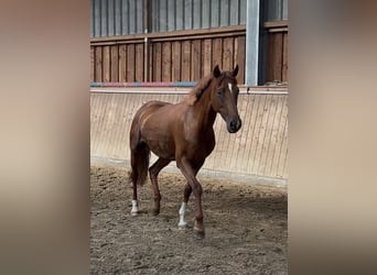 Poney de selle allemand, Jument, 11 Ans, 148 cm, Alezan brûlé