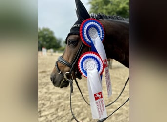 Poney de selle allemand, Jument, 11 Ans, 148 cm, Bai brun