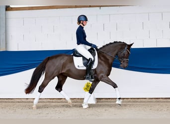 Poney de selle allemand, Jument, 11 Ans, 148 cm, Bai brun foncé