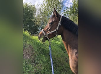 Poney de selle allemand, Jument, 11 Ans, 148 cm, Bai