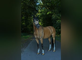 Poney de selle allemand, Jument, 11 Ans, 148 cm, Buckskin