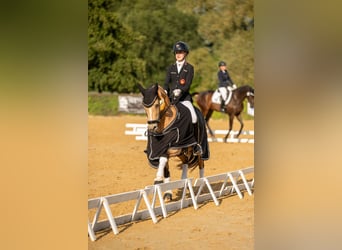 Poney de selle allemand, Jument, 11 Ans, 148 cm, Buckskin