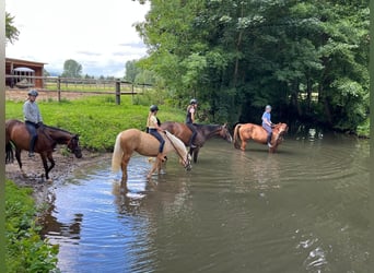 Poney de selle allemand, Jument, 11 Ans, 150 cm, Palomino