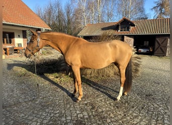 Poney de selle allemand, Jument, 11 Ans, 153 cm, Alezan