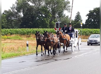 Poney de selle allemand, Jument, 11 Ans, 153 cm, Bai