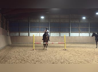 Poney de selle allemand, Jument, 12 Ans, 135 cm, Alezan