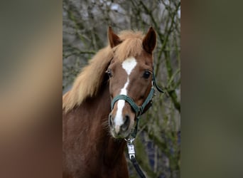 Poney de selle allemand, Jument, 12 Ans, 135 cm, Alezan